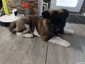 Caței Akita American  - imagine 3