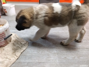 Caței Akita American  - imagine 4