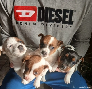 Jack Russell Terierr - imagine 4