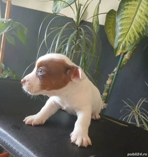 Jack Russell Terierr - imagine 2