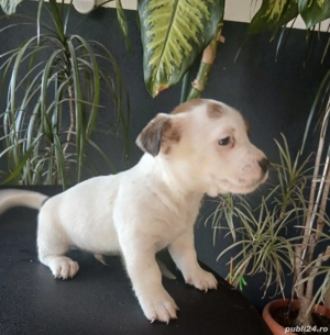 Jack Russell Terierr - imagine 3