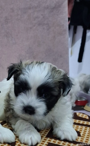 Căței shih tzu de vânzare 