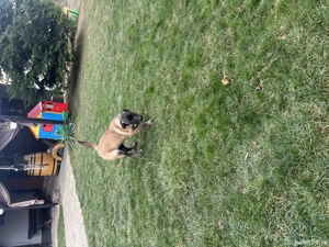 Pui ciobanesc belgian - imagine 3