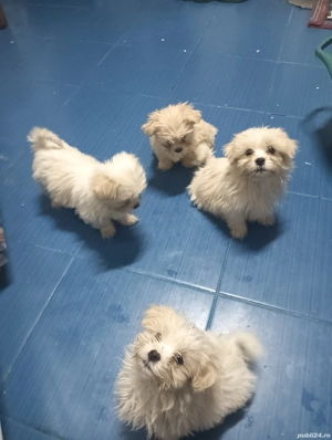 Pusoșeni micii  - imagine 2