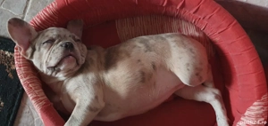 Vând Bulldog Francez - imagine 3