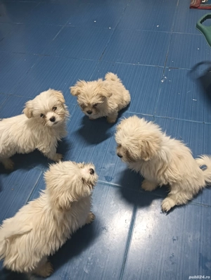 Pusoșeni micii  - imagine 3