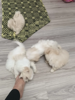 Pusoșeni micii  - imagine 4