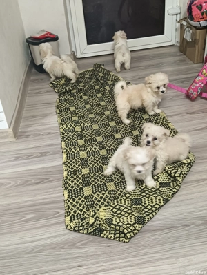 Pusoșeni micii  - imagine 5