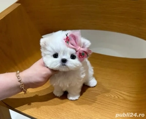 Bichon Maltez Mini Toy  - imagine 3
