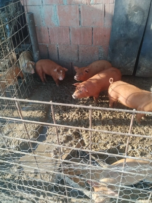 vand purcei - imagine 3