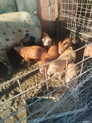 vand purcei - imagine 2