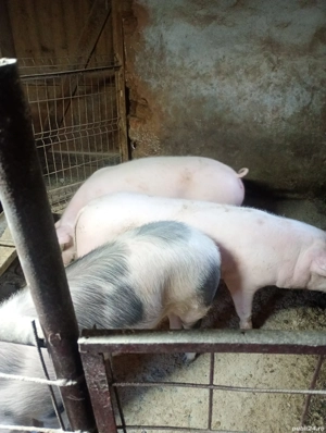 Vând șoldani - imagine 2