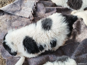 Căței Ciobanesc romanesc de Bucovina  - imagine 4