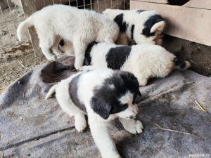 Căței Ciobanesc romanesc de Bucovina  - imagine 2