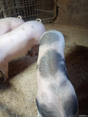 Vând șoldani - imagine 3