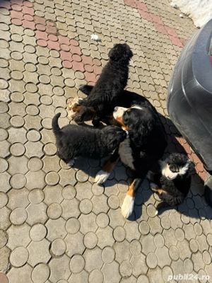 Vand pui Ciobanesc de Berna - imagine 5