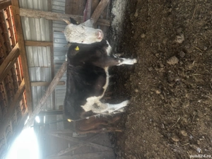 Vând juninca gestantă in ultimele luni !!  - imagine 4