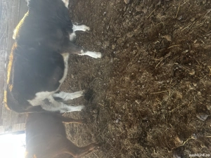 Vând juninca gestantă in ultimele luni !!  - imagine 2