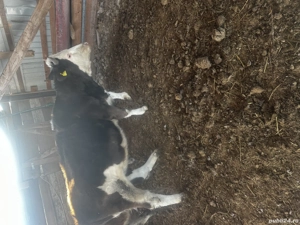 Vând juninca gestantă in ultimele luni !! 