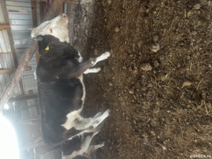 Vând juninca gestantă in ultimele luni !!  - imagine 3