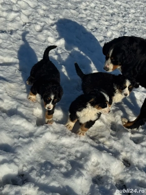 Vand pui Ciobanesc de Berna - imagine 4