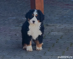 Vand pui Ciobanesc de Berna - imagine 2