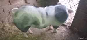 vând două purcele pietran