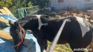 vand manza pinto - imagine 3