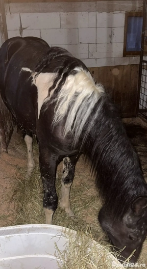 vand manza pinto - imagine 2