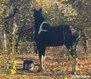 vand manza pinto - imagine 4