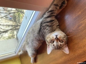 British short hair  - imagine 2