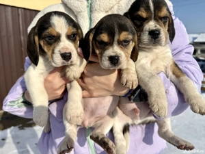 Pui beagle tricolor carnet de sănătate la zi