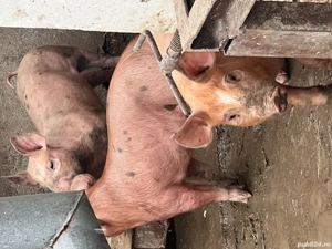 Vand purcei Duroc, varsta 9 saptamâni.