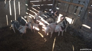 Vând Purcei - imagine 3