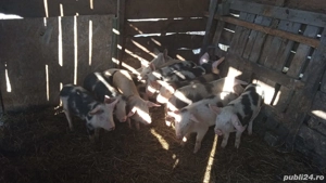 Vând Purcei - imagine 4