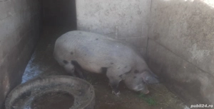 Vand porci de carne - imagine 2