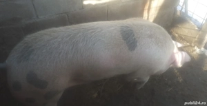 Vand porci de carne - imagine 3