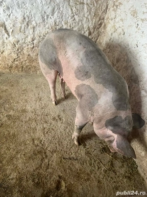 purcei de vanzare  - imagine 5