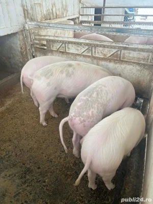 purcei de vanzare  - imagine 3