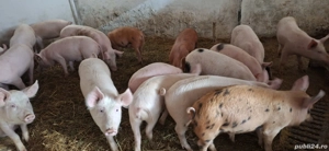 vănd purcei - imagine 3