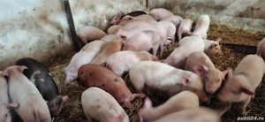 vănd purcei - imagine 2