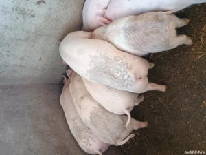 Vând purcei 30-35 kg rasa Marele alb cu Duroc - imagine 2