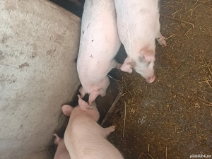 Vând purcei 30-35 kg rasa Marele alb cu Duroc