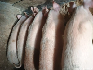 Vând purcei 30-35 kg rasa Marele alb cu Duroc - imagine 3