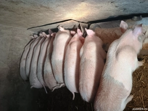 Vând purcei 30-35 kg rasa Marele alb cu Duroc - imagine 5
