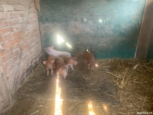 Vând purceluși purceluse - imagine 4