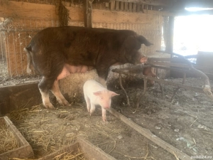 Vând purceluși purceluse - imagine 2