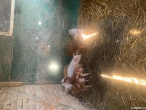 Vând purceluși purceluse - imagine 3