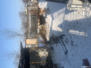 Vând țapi capre - imagine 2