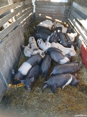 De Vânzare 21  de bucăți 